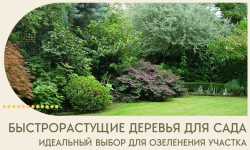 Быстрорастущие деревья для сада идеальный выбор в Урае