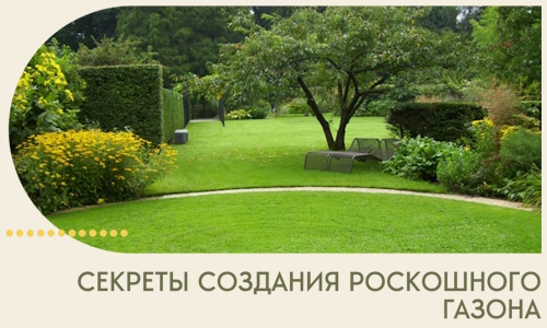 Секреты создания роскошного газона в Урае